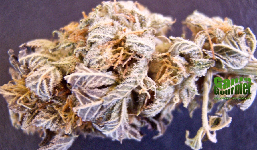 GanjaGourmetSnow01id