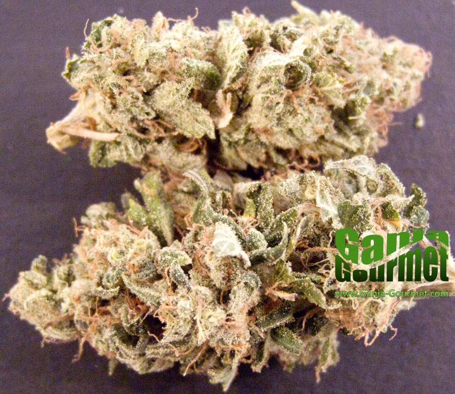 GanjaGourmetSourDiesel01id