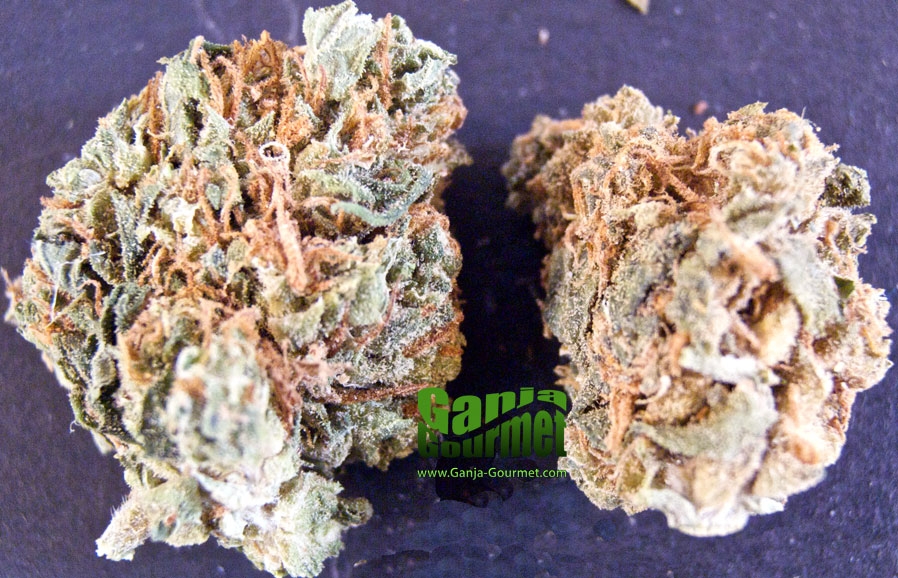 GanjaGourmetSuperBlueberry02id