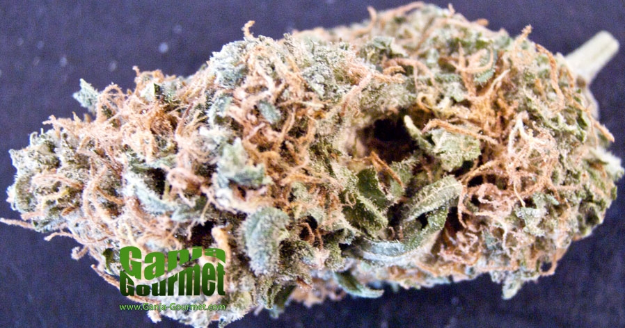 GanjaGourmetSuperSkunk01id