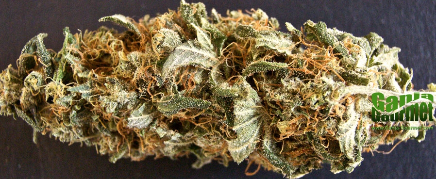 GanjaGourmetSweetNothings01id