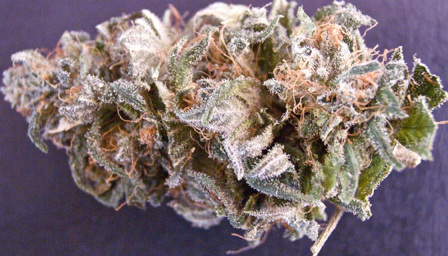 GanjaGourmetSweetSourBerry01id