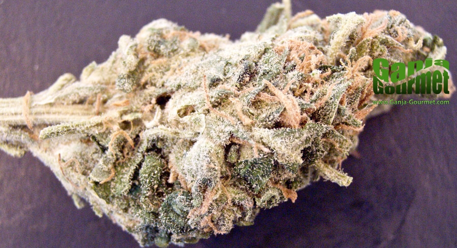 GanjaGourmetSweetTooth01id