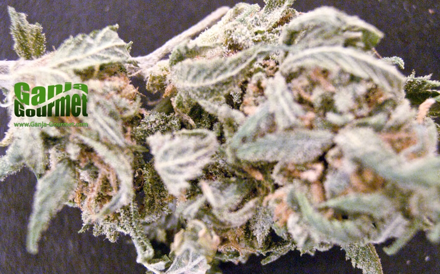 GanjaGourmetToeJamid01