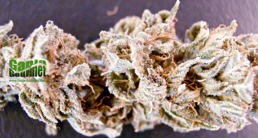 GanjaGourmetTrinityid01