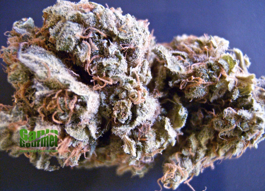 GanjaGourmetViolatorKush01id