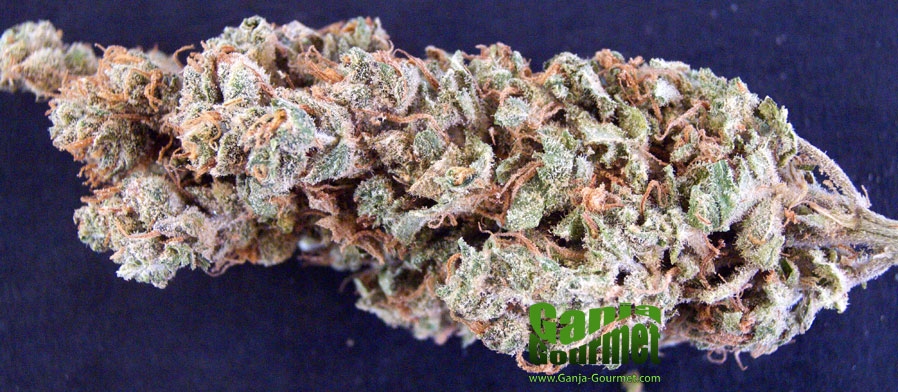 GanjaGourmetWhiteRhino01id