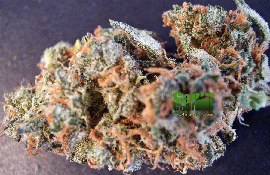 GanjaGourmetWhiteSage01id