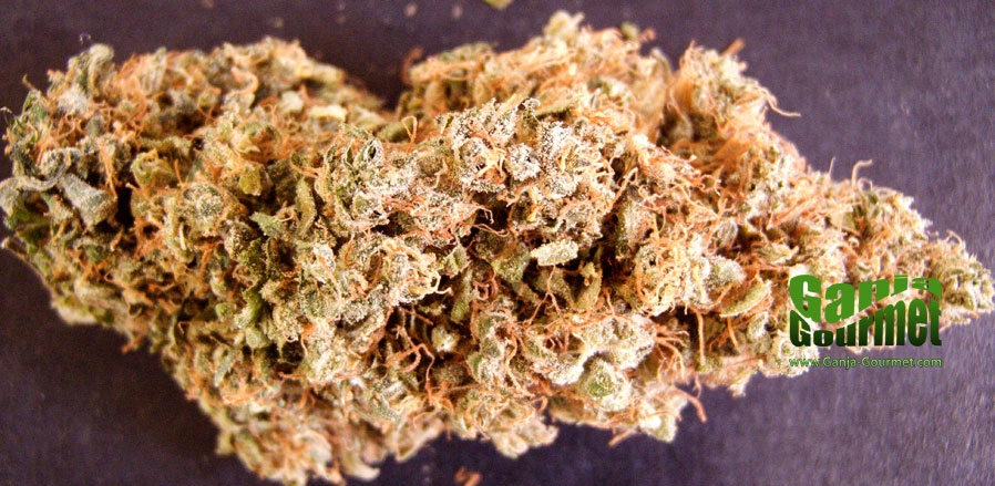 GanjaGourmetWhiteWidow01id