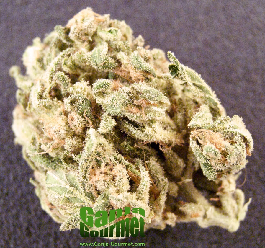 GanjaGourmetWilliesWonder01id