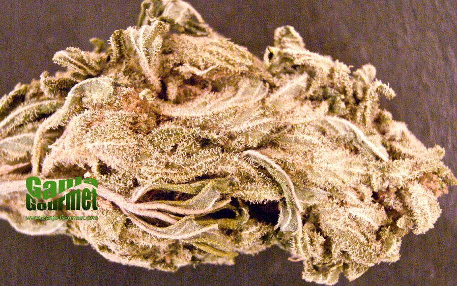 GanjaGourmetWilliesWonka01id