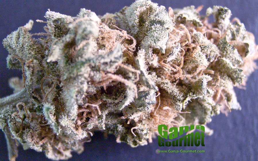 GanjaGourmetGreatWhiteShark01id