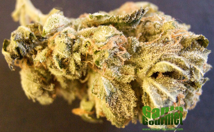 GanjaGourmetGreatWhiteSharkXBlueberry01id