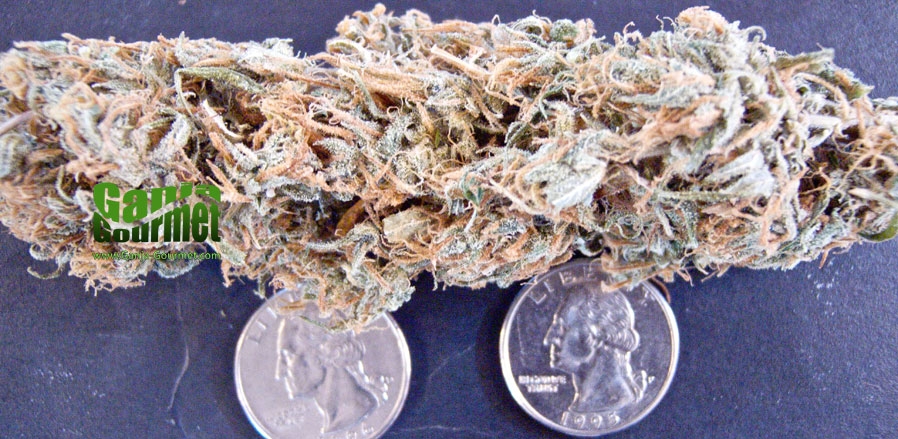 GanjaGourmetHawaiian04id