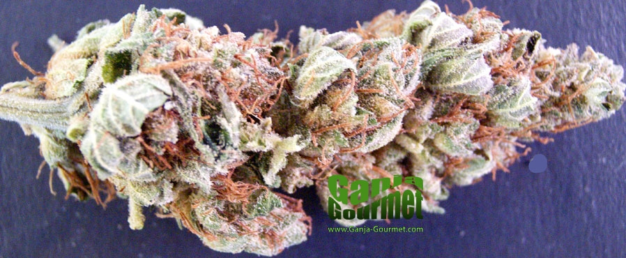 GanjaGourmetHeavyDutyFruity01id