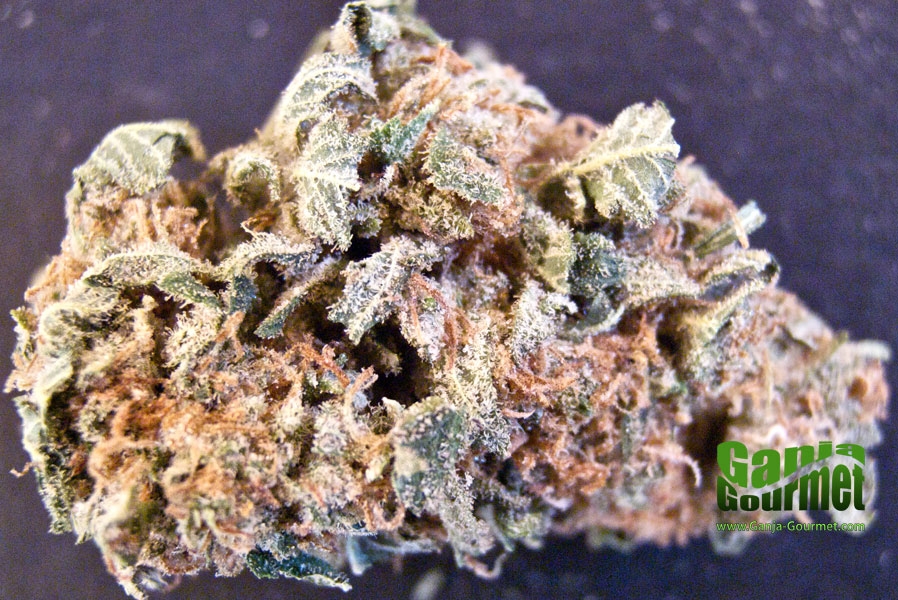 GanjaGourmetIsis01id