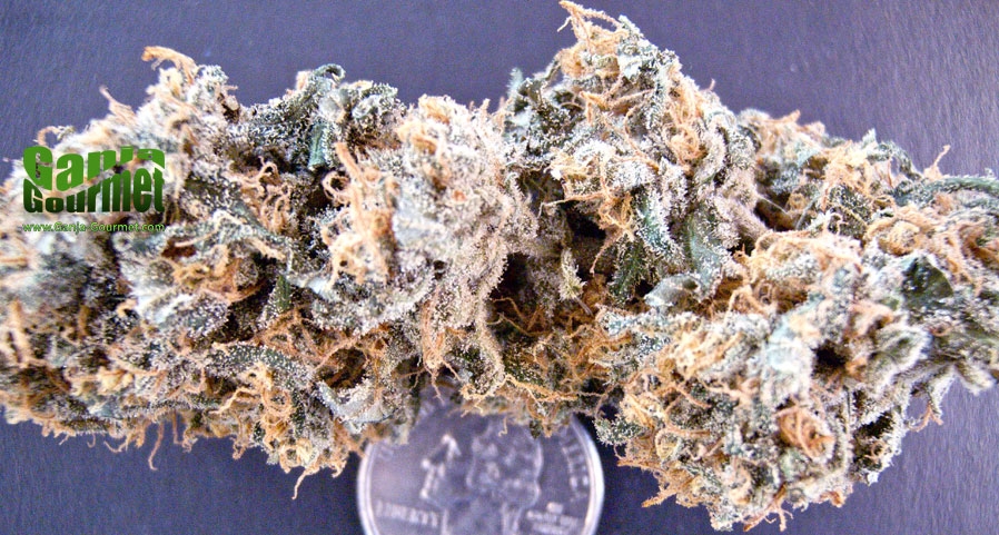 GanjaGourmetJackFlash01id