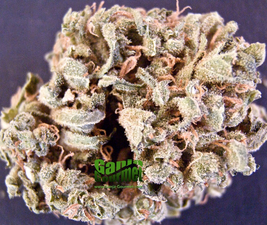 GanjaGourmetJuicyFruit01id