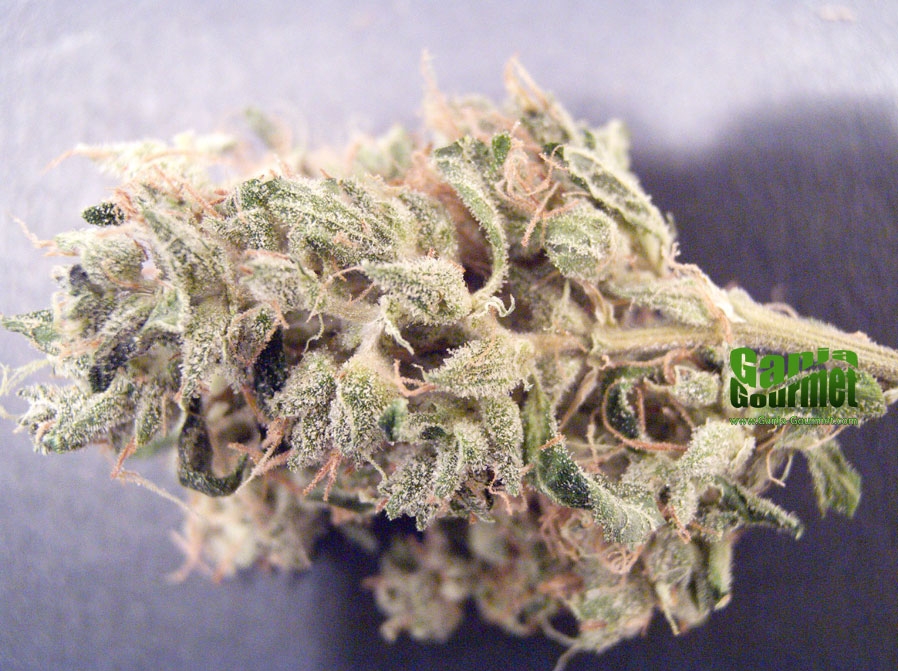 GanjaGourmetJuliet01id