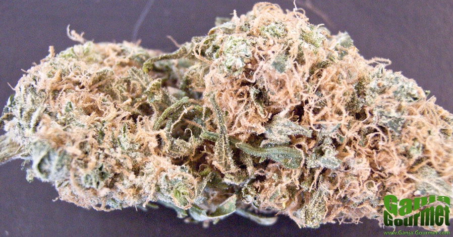 GanjaGourmetKush01id