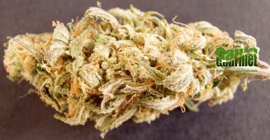 GanjaGourmetMangoSkunk01id