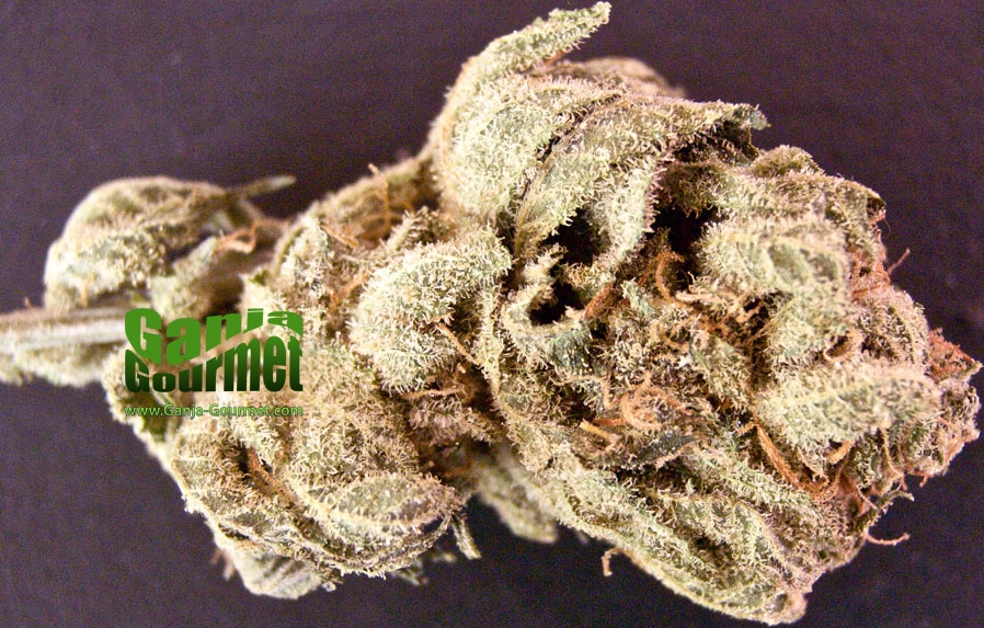 GanjaGourmetMangoXRomulan01id