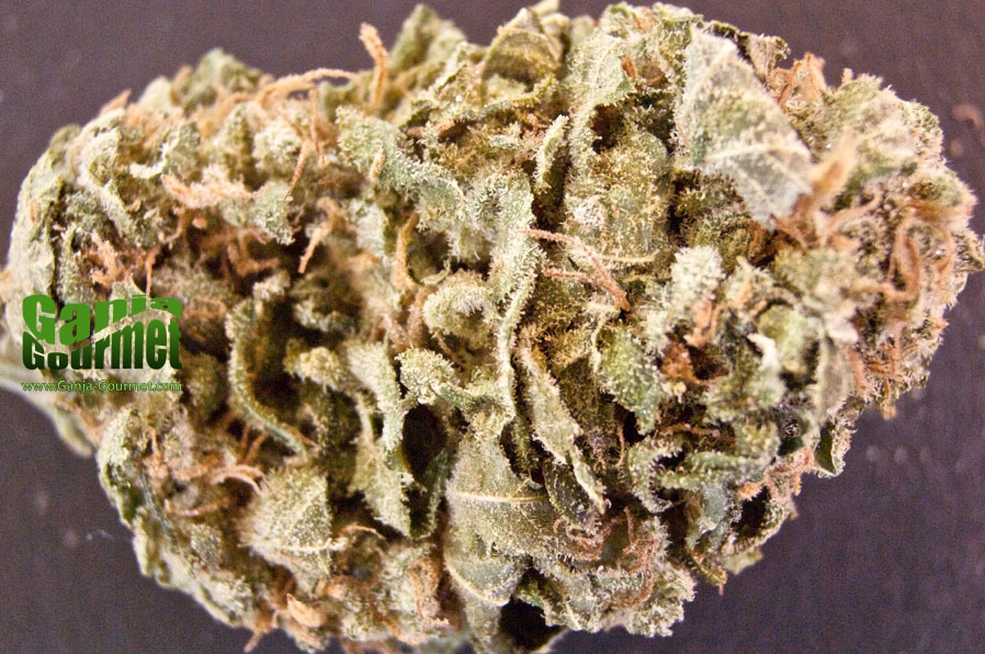 GanjaGourmetMarleyCollie01id