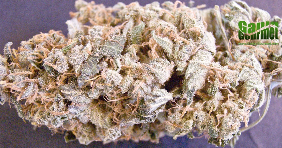 GanjaGourmetMassSuperSkunk01id