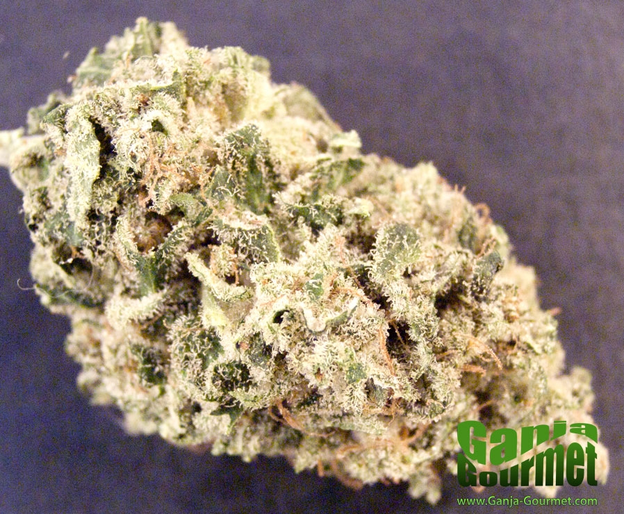 GanjaGourmetMasterKush01id