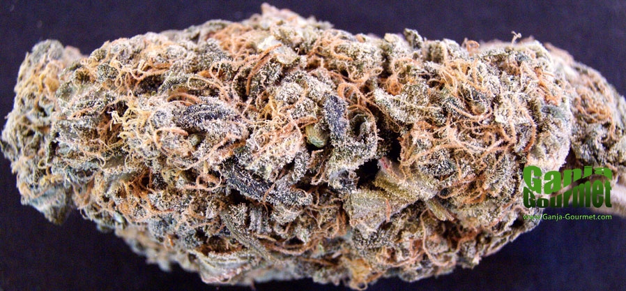 GanjaGourmetMaui01id