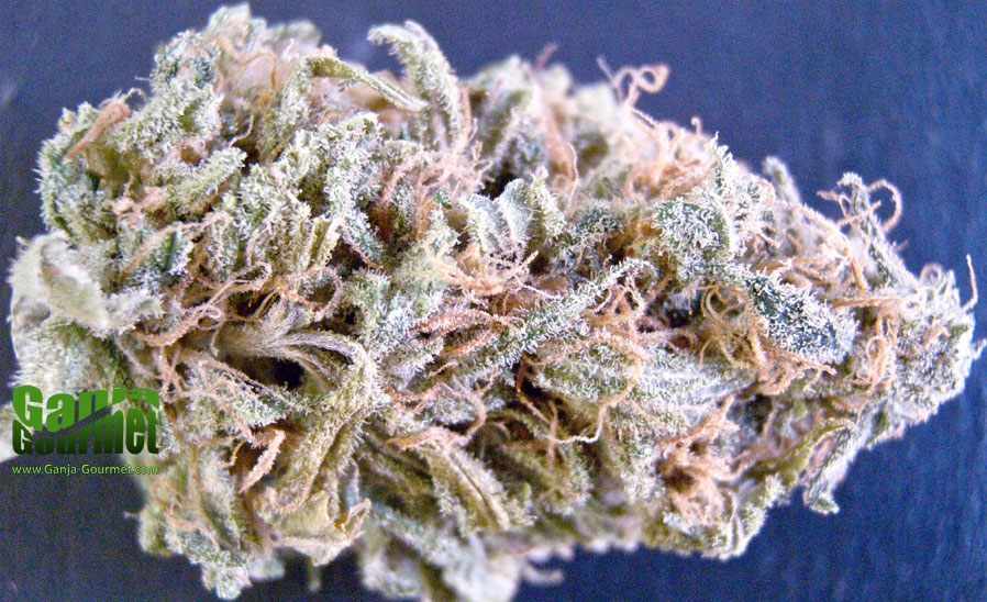 GanjaGourmetMauiHaze01id