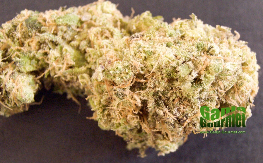 GanjaGourmetMauiLime01id