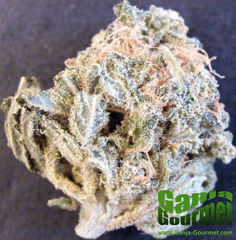 GanjaGourmetMauiSkunk01id