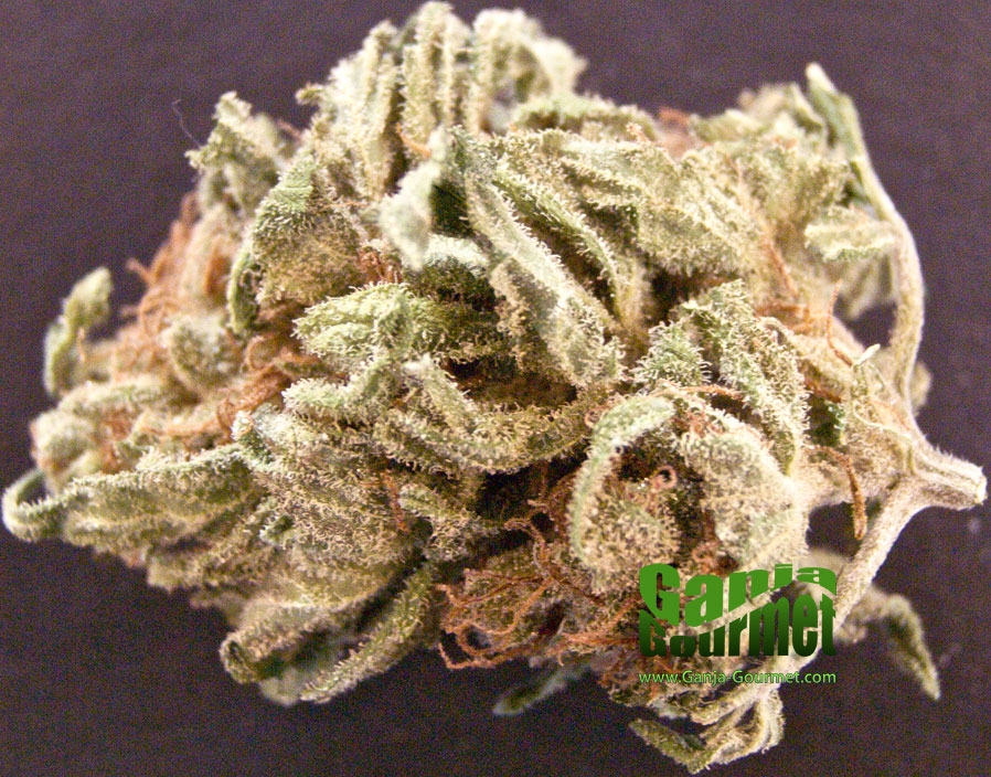 GanjaGourmetMileHighDisasteroutdoors01id