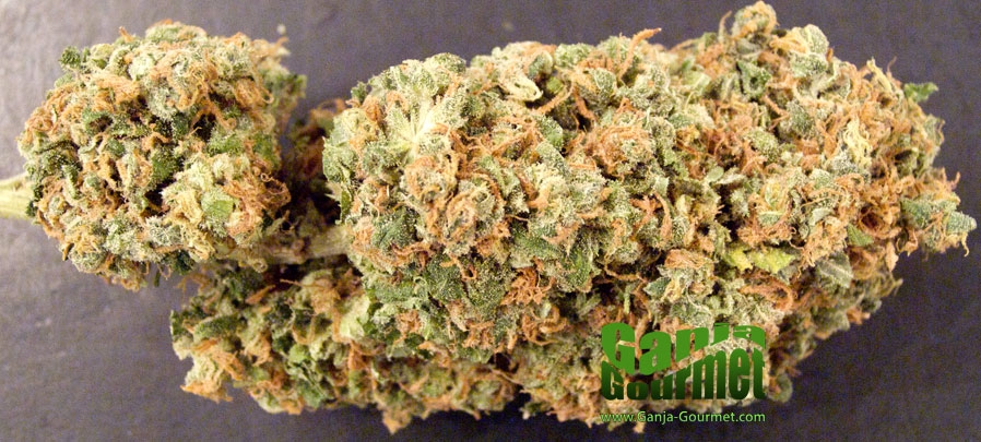 GanjaGourmetMillennium01id