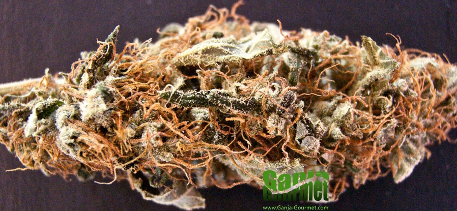 GanjaGourmetMongolian02id