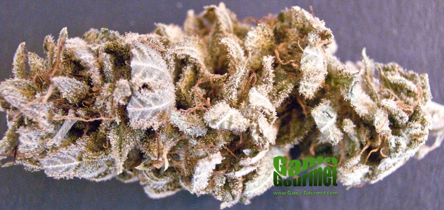 GanjaGourmetMothersFinest01id