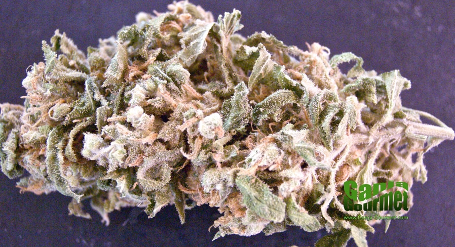 GanjaGourmetMrNice01id