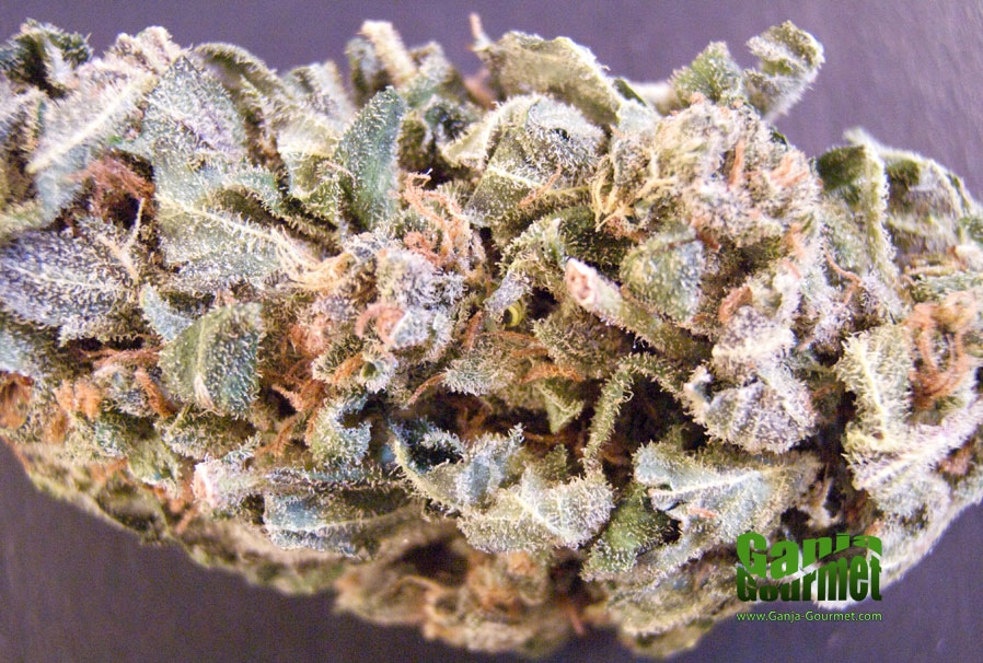 GanjaGourmetNorthernLights02id