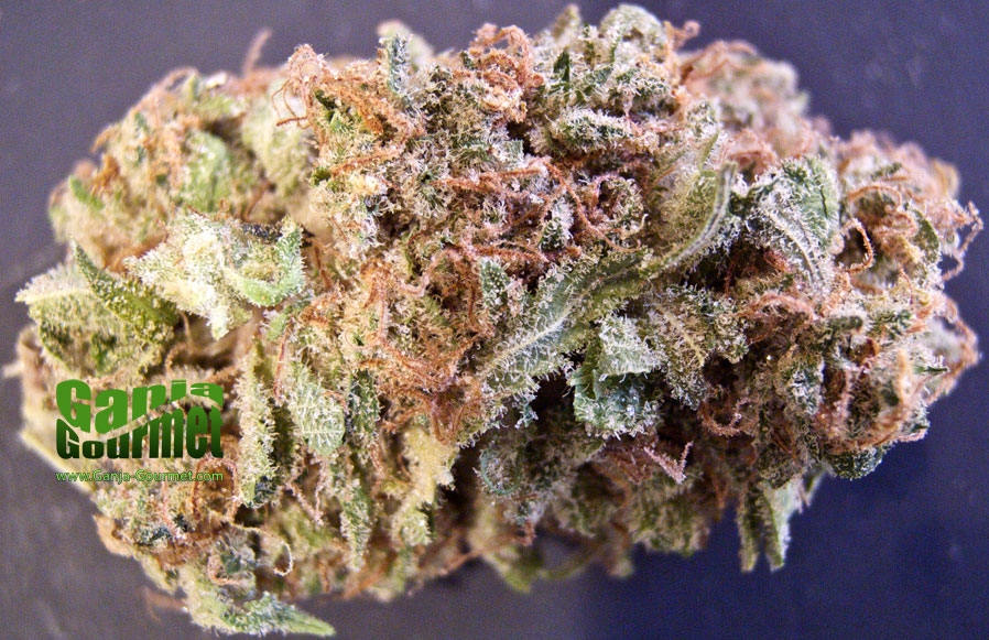 GanjaGourmetNYPD01id