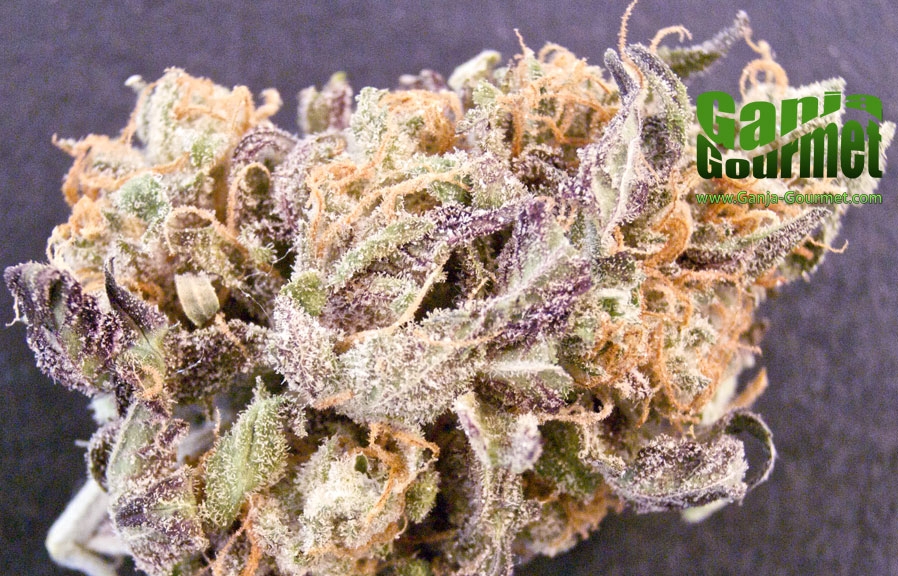 GanjaGourmetOGKush02id