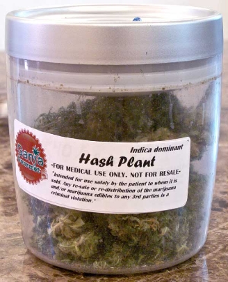 GanjaGourmetHashPlantjar